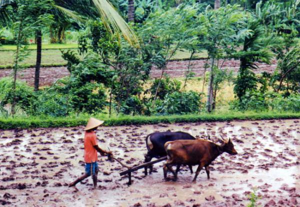 full_farm_1426738124 full_farm_1426738124