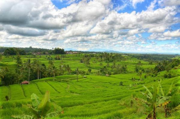 full_jatiluwih_rice_field_1426738774 full_jatiluwih_rice_field_1426738774