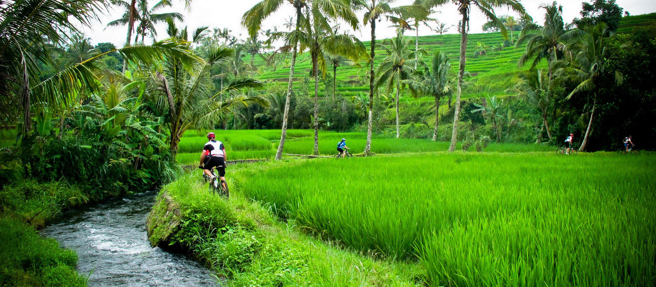 Bike with rice field view Bike with rice field view