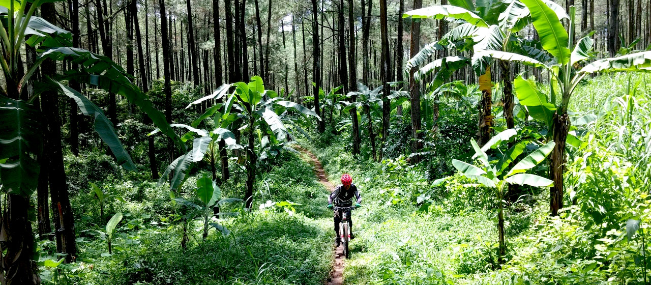 Biking with jungle side Biking with jungle side