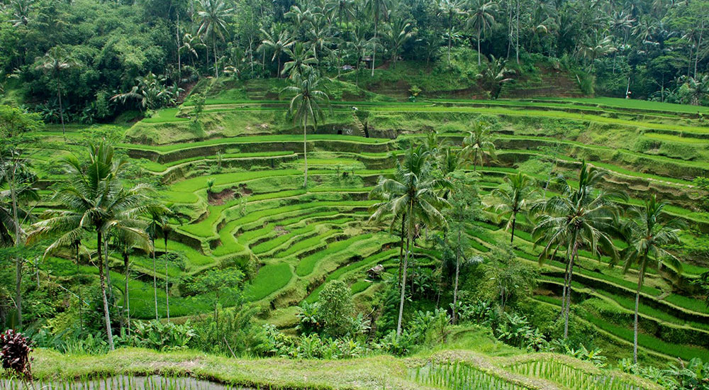 Pacung-Rice-Terrace-1